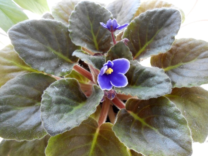 my African violet